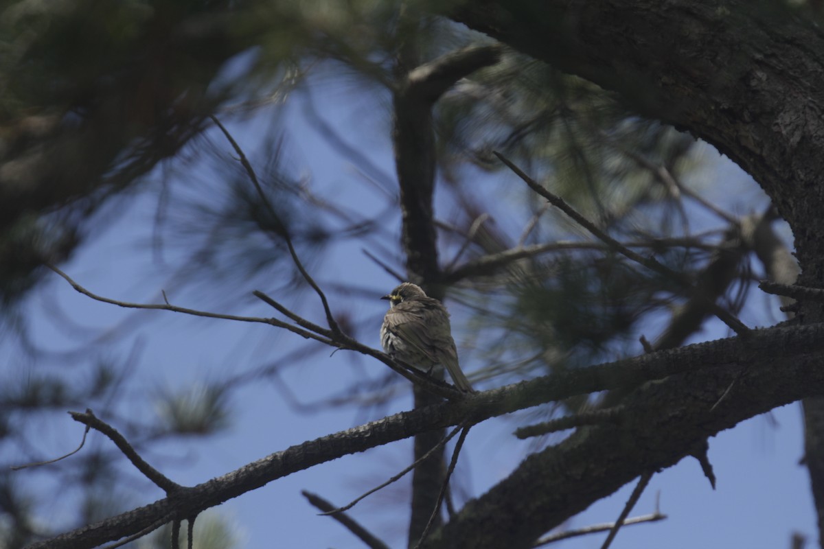 Mielero Carigualdo - ML647219469