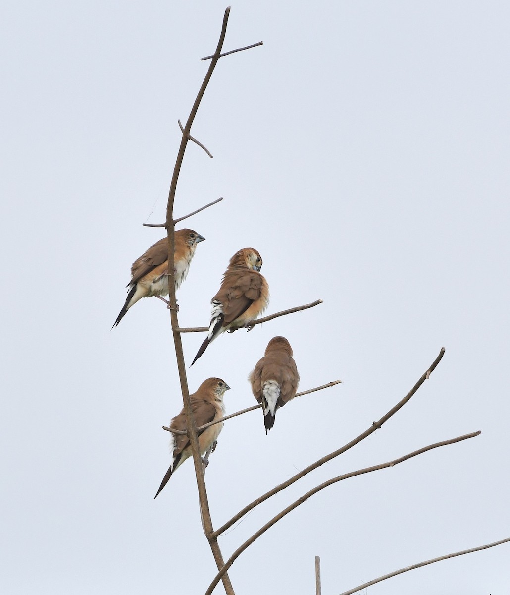 Indian Silverbill - ML647219470
