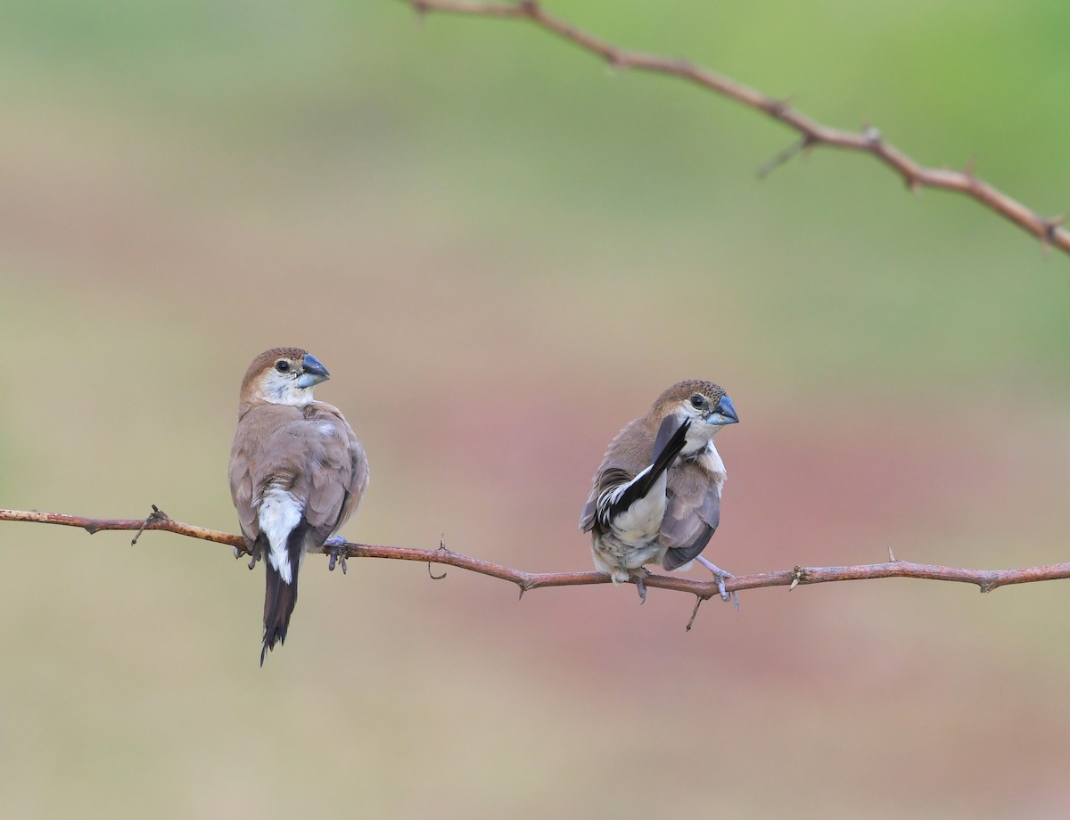 Indian Silverbill - ML647219471