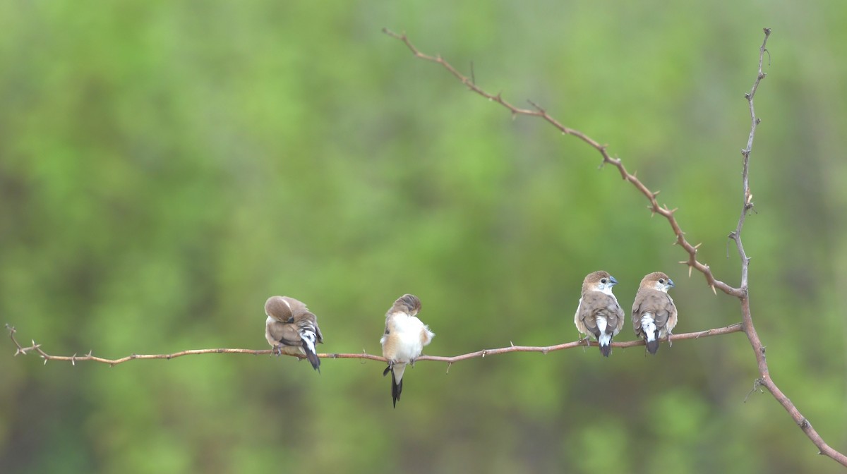 Indian Silverbill - ML647219472