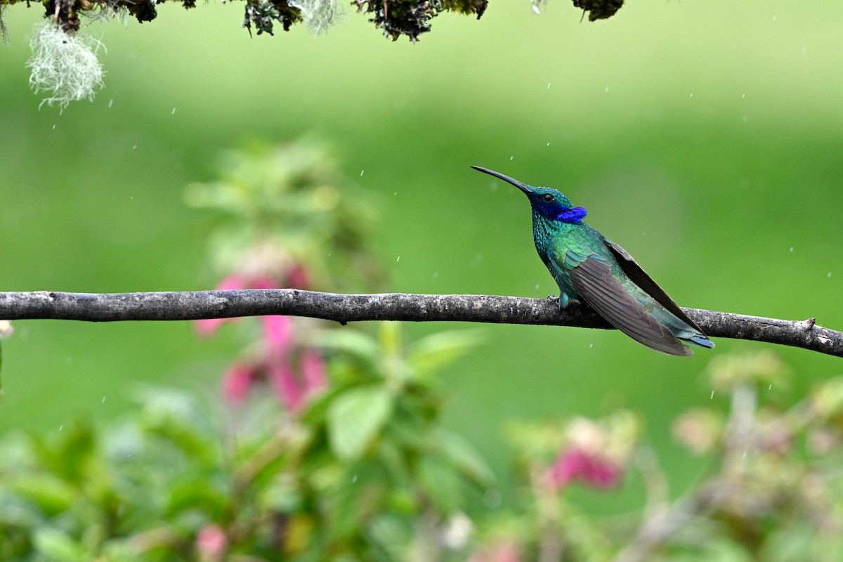 Колібрі синьочеревий - ML647219481