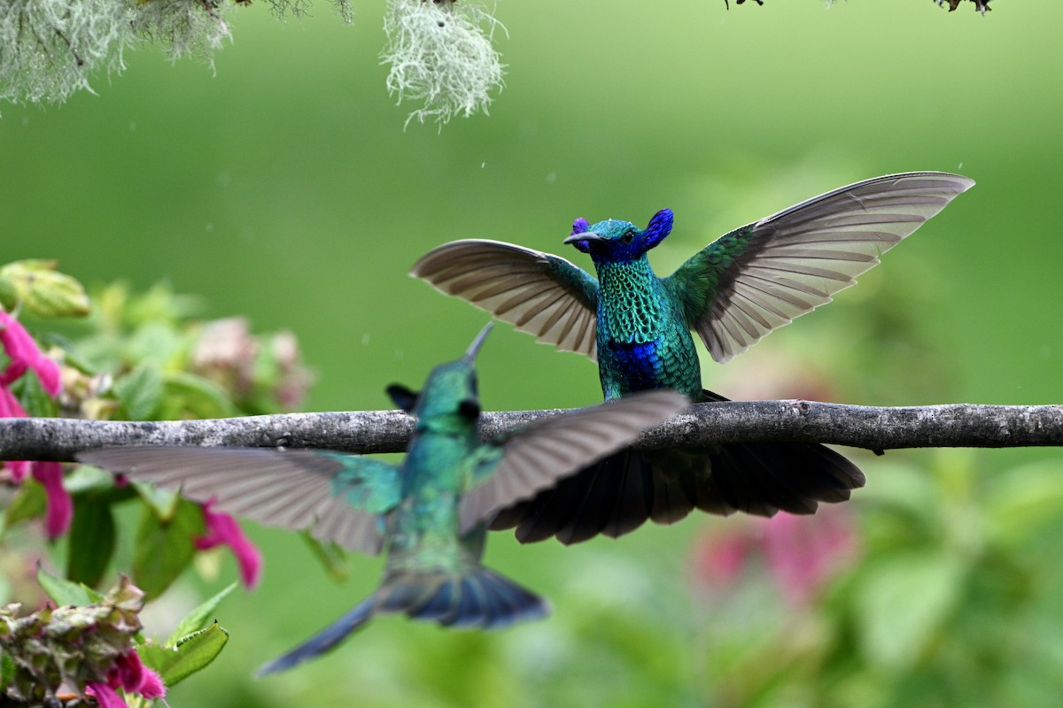 Колібрі синьочеревий - ML647219482