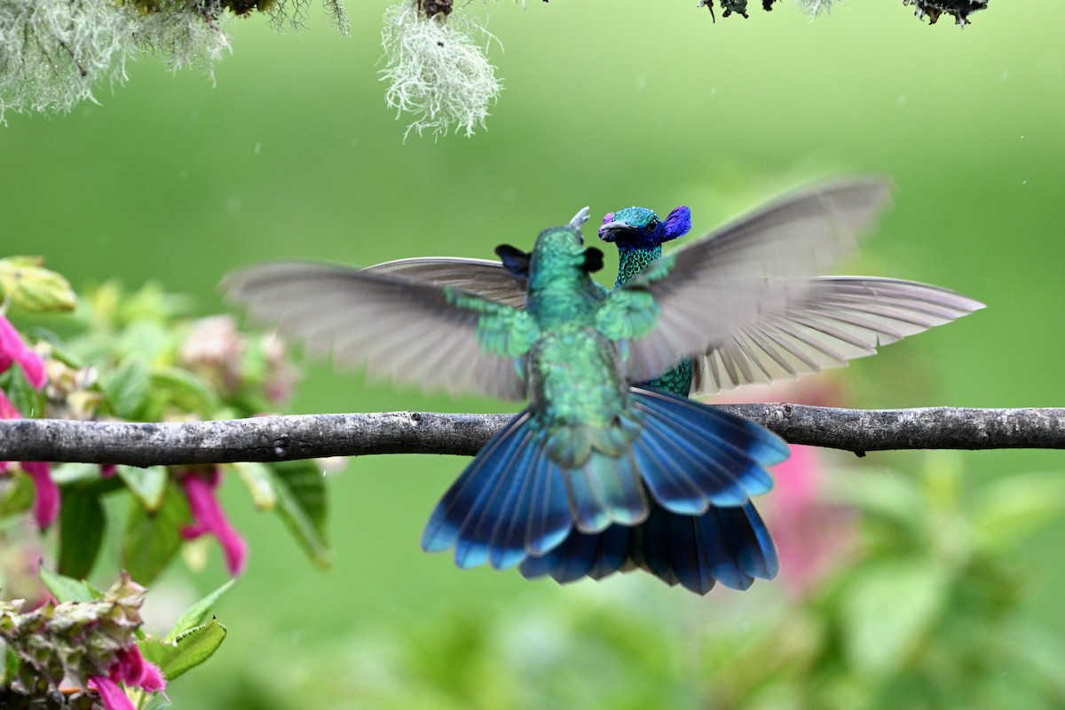 Колібрі синьочеревий - ML647219483