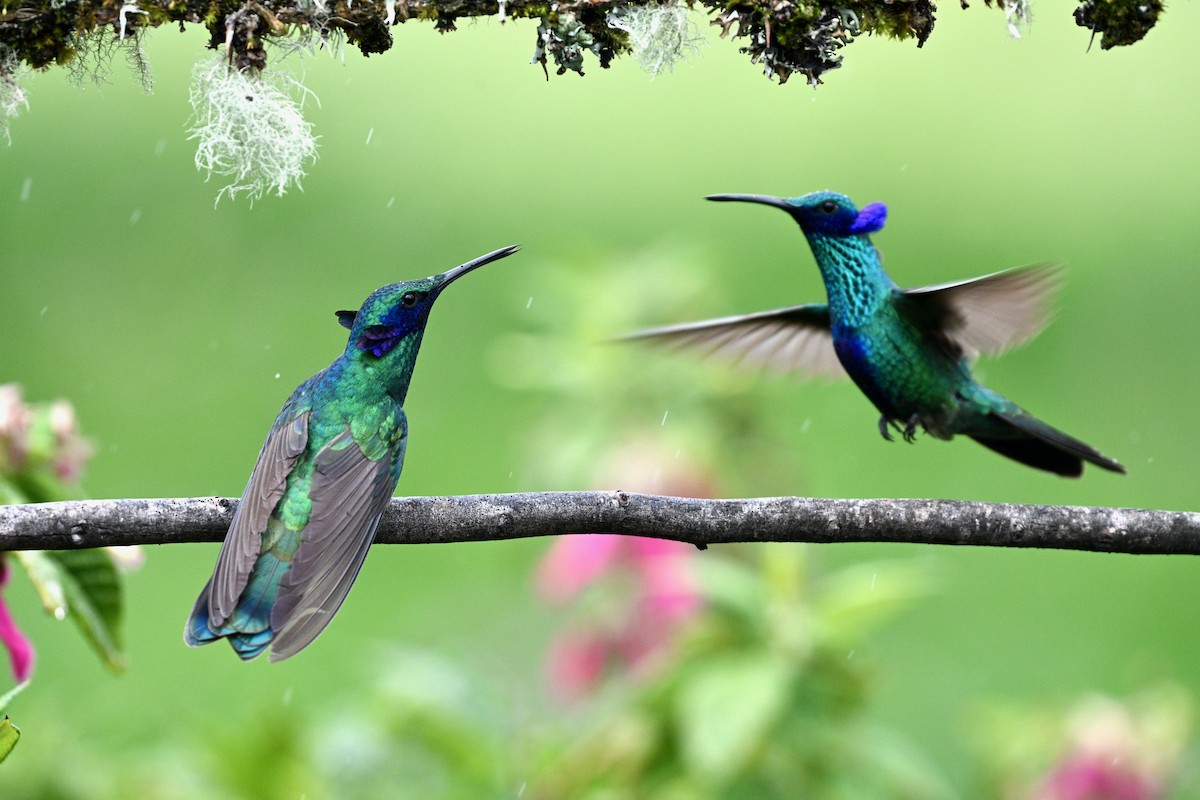 Колібрі синьочеревий - ML647219484