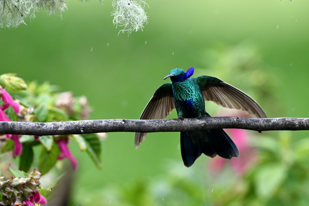 Колібрі синьочеревий - ML647219485