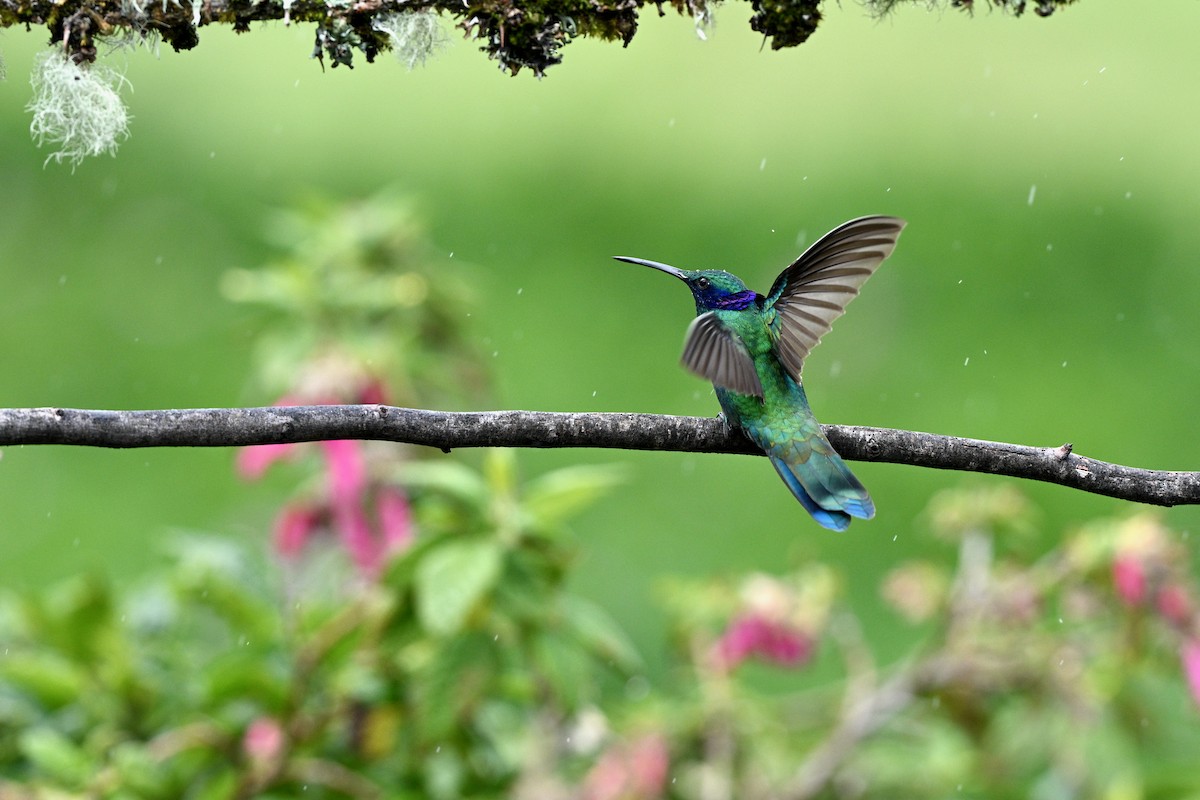 Колібрі синьочеревий - ML647219486