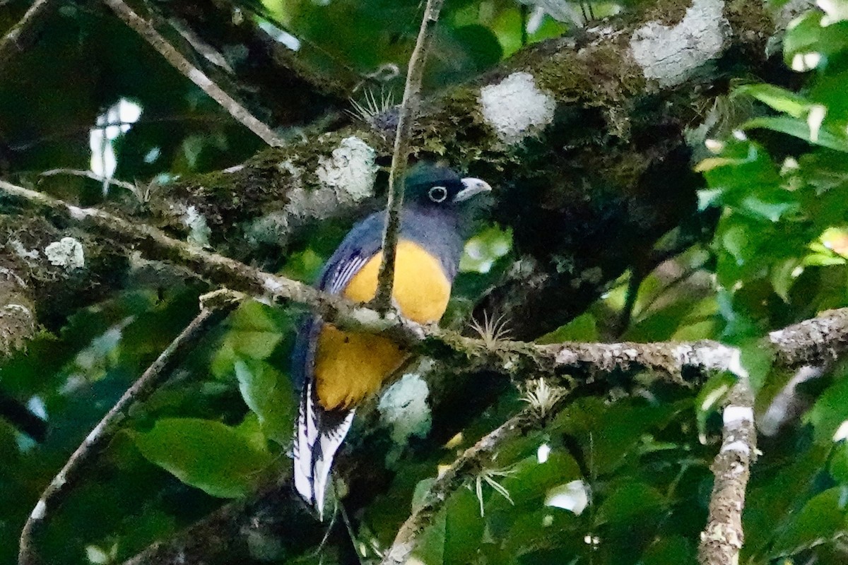 Trogón Violáceo - ML647219487