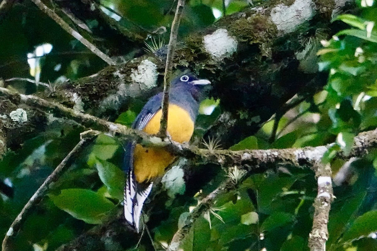 Trogón Violáceo - ML647219488