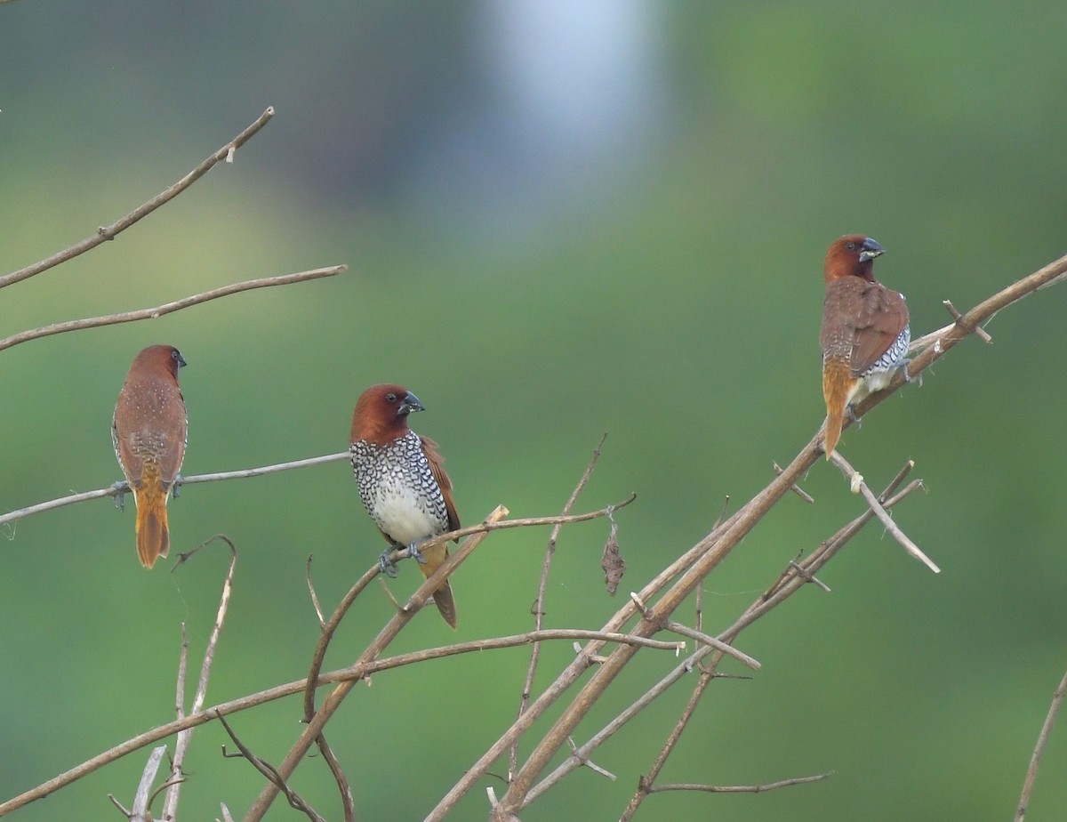 Scaly-breasted Munia - ML647219489