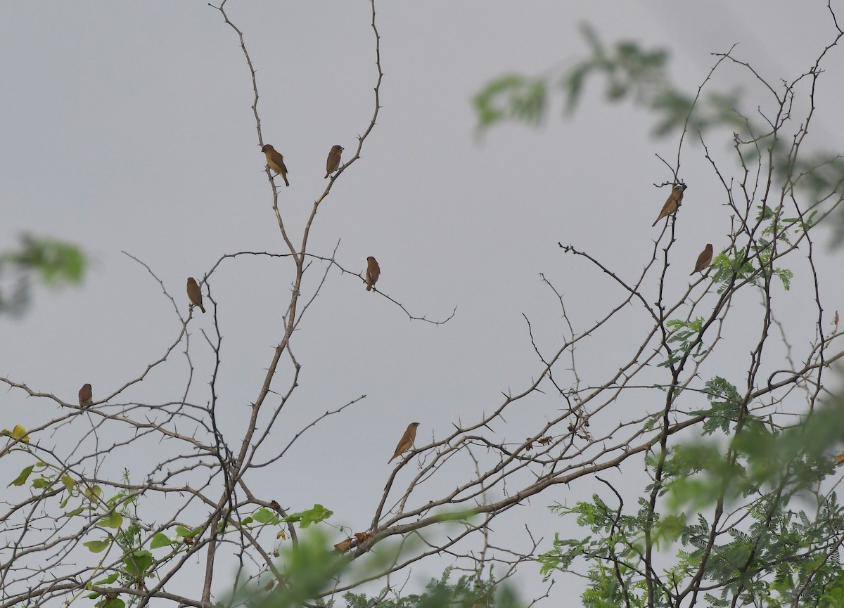 Scaly-breasted Munia - ML647219490
