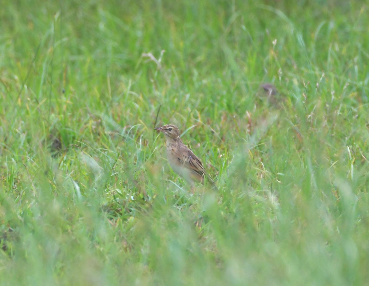 Paddyfield Pipit - ML647219494