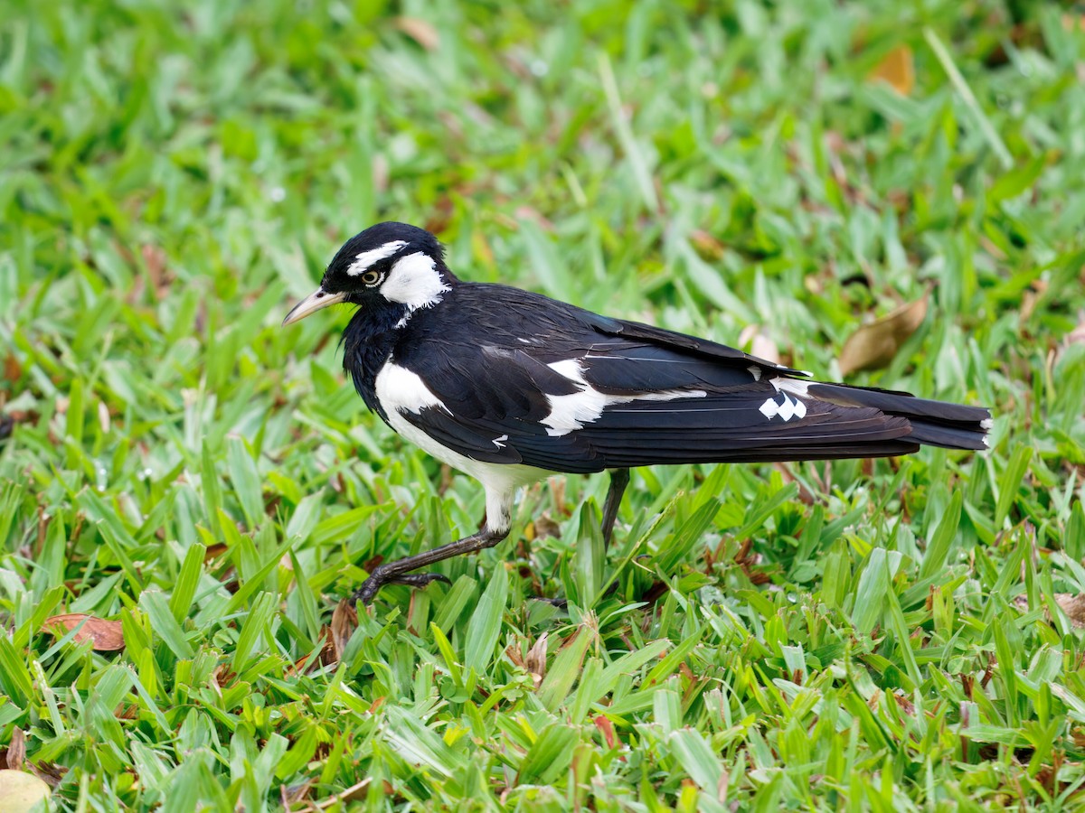 Magpie-lark - ML647219495