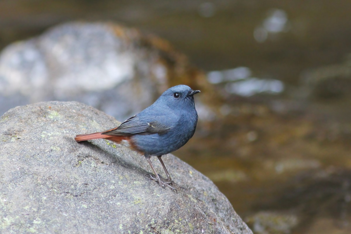 Plumbeous Redstart - ML647219503