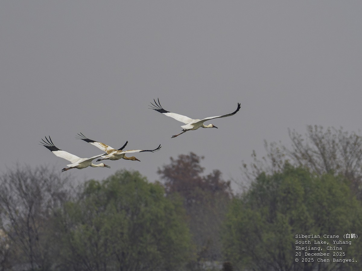 ソデグロヅル - ML647219504