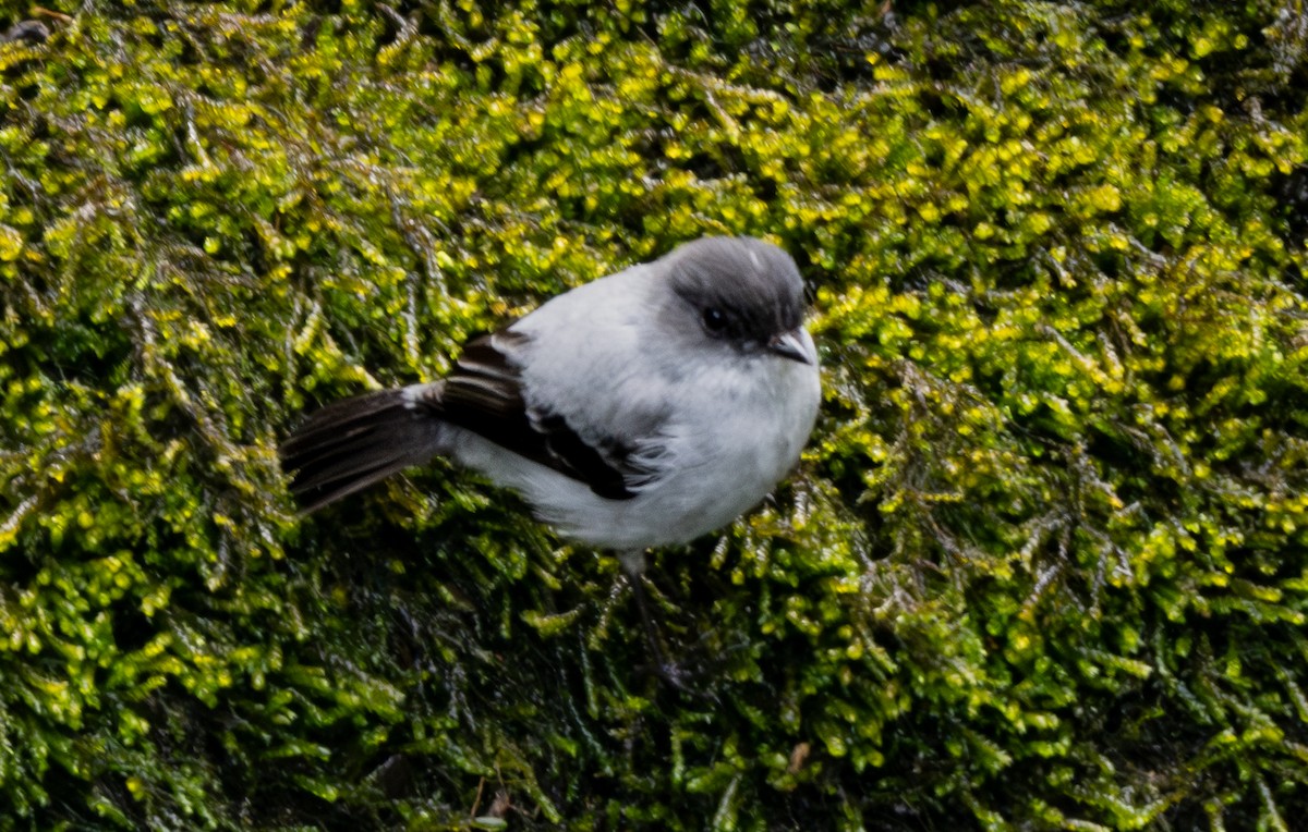 Torrent Tyrannulet - ML647219520