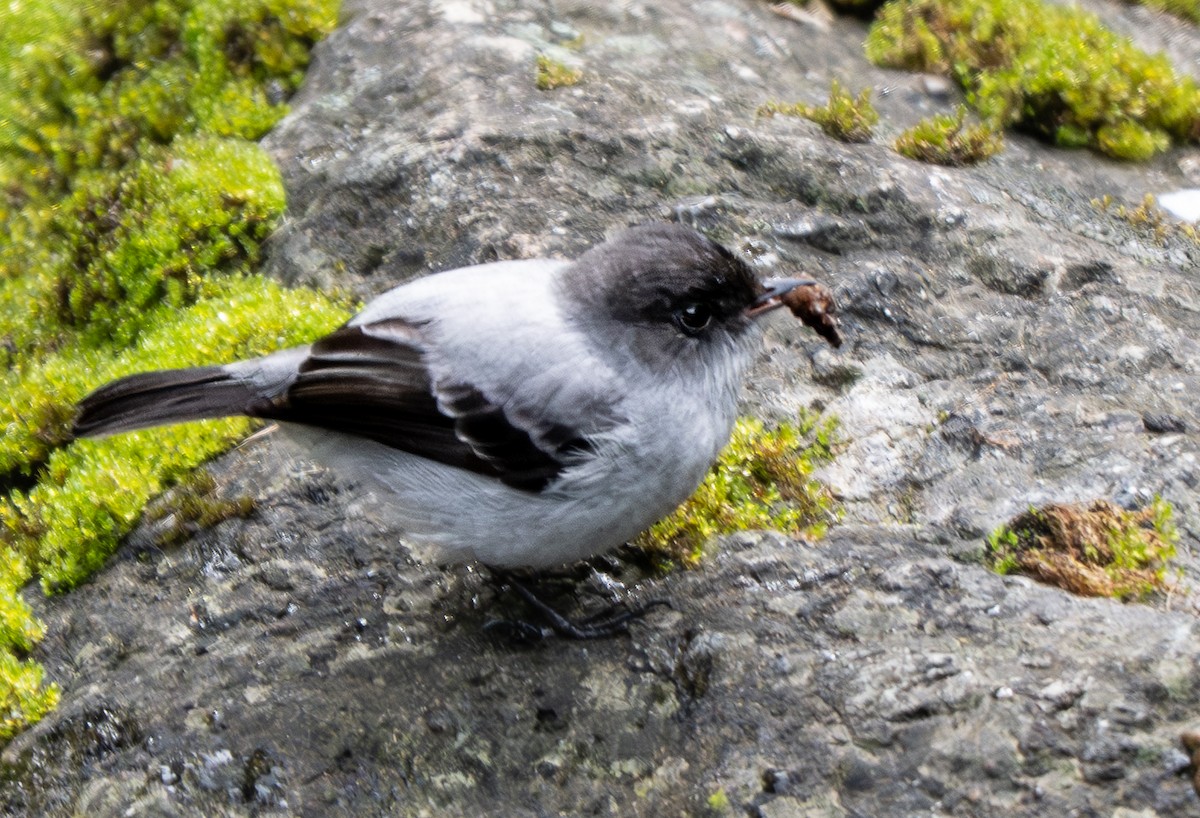 Torrent Tyrannulet - ML647219521