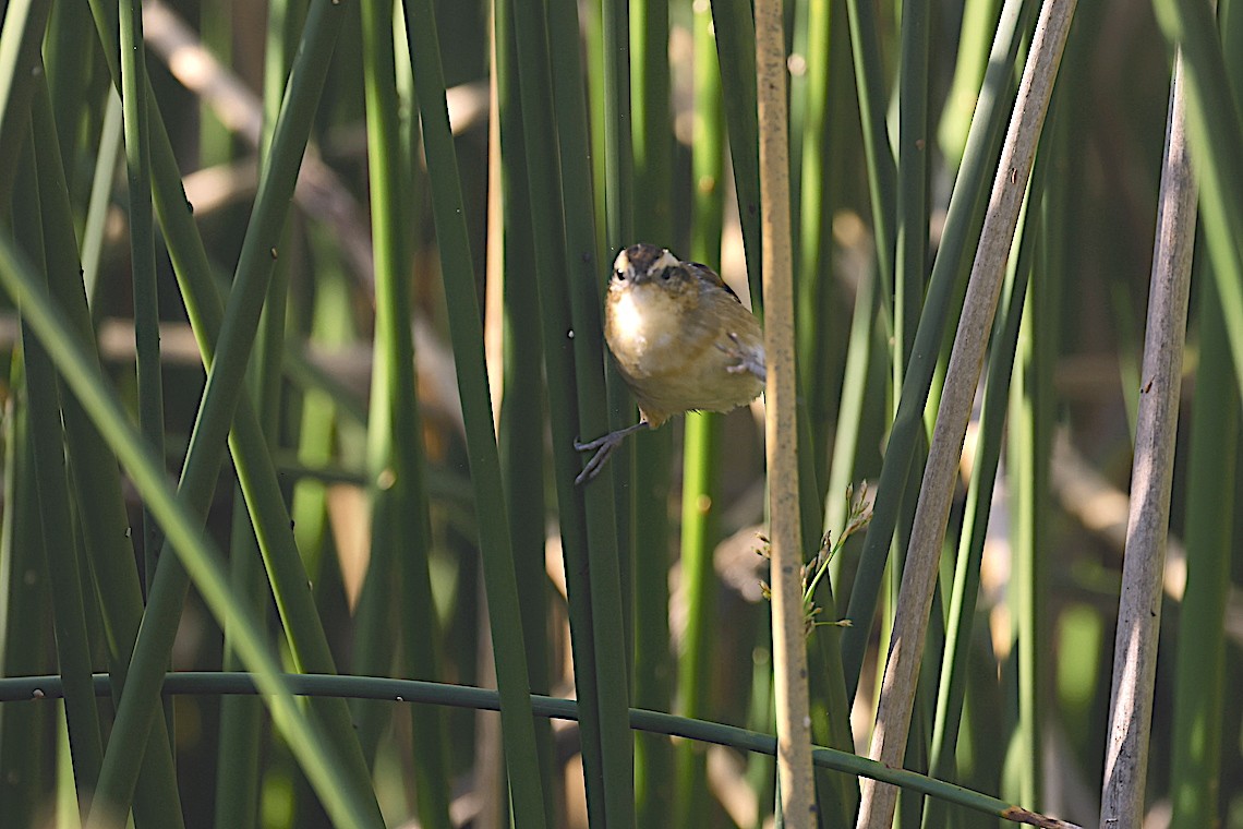 Junquero troglodyte - ML647219522