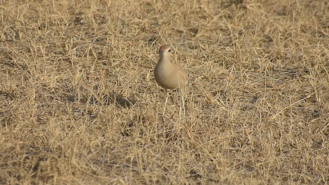 Бігунець пустельний - ML647219533