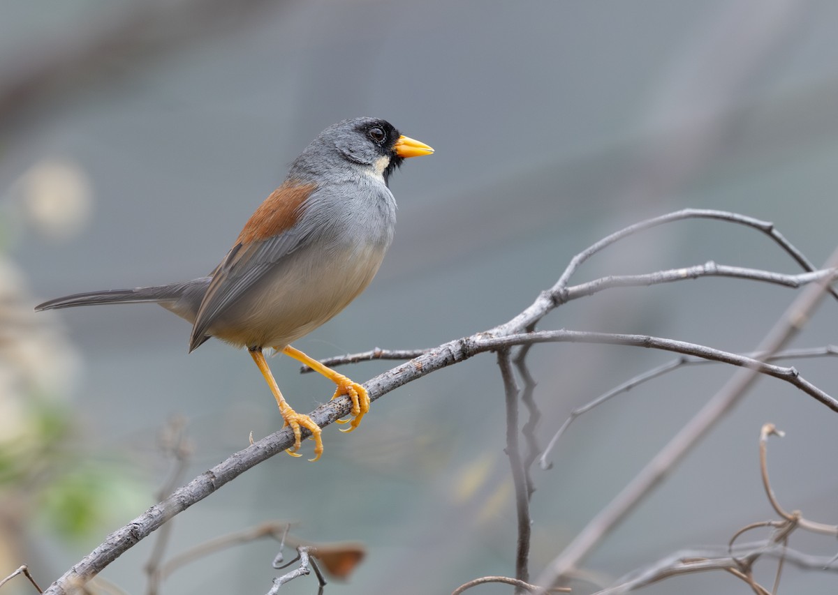 Buff-bridled Inca-Finch - ML647219536