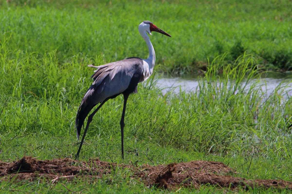 jeřáb bradavičnatý - ML647219538