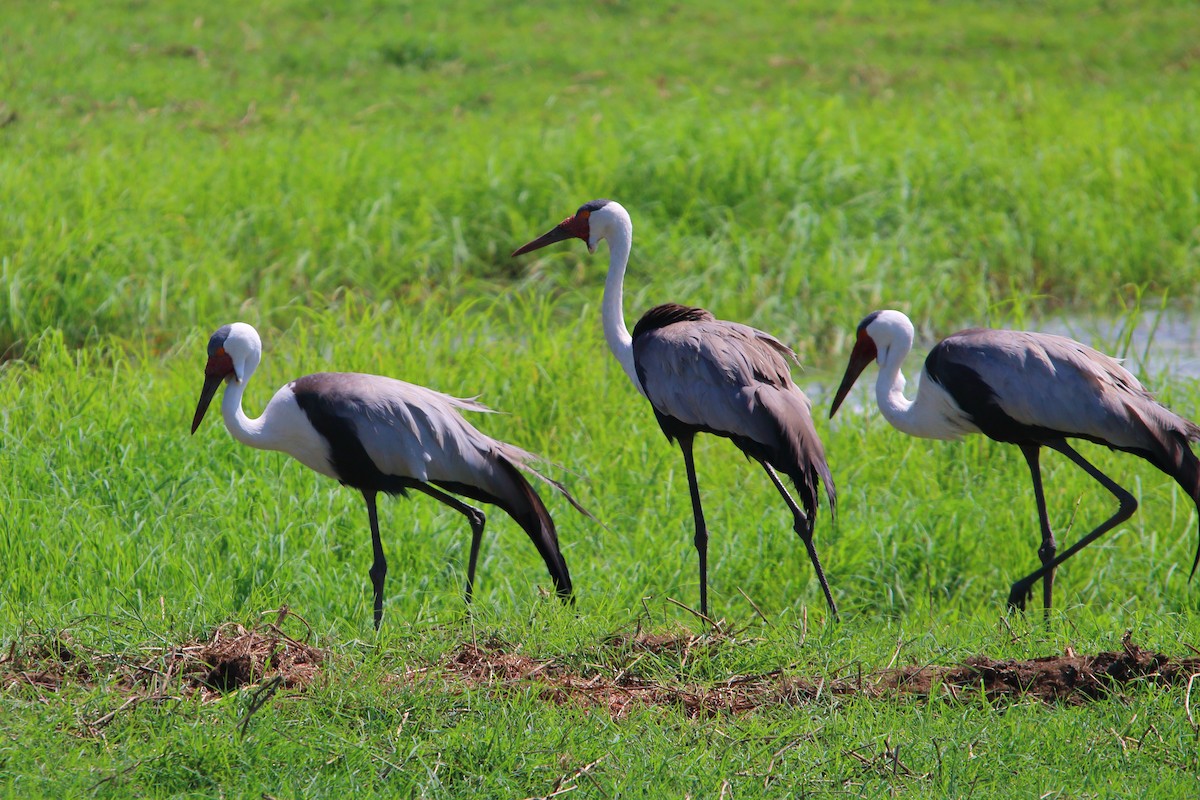 jeřáb bradavičnatý - ML647219539