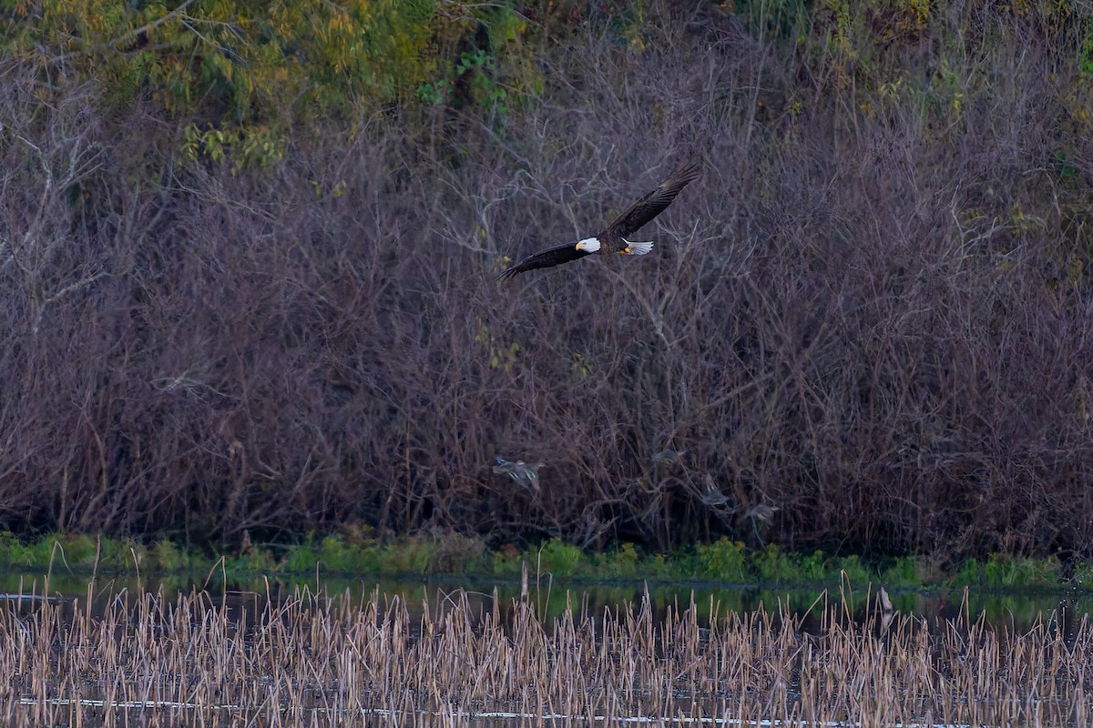 Bald Eagle - ML647219552