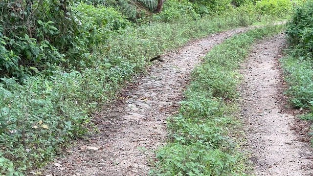 Пухохвіст мадагаскарський - ML647219557