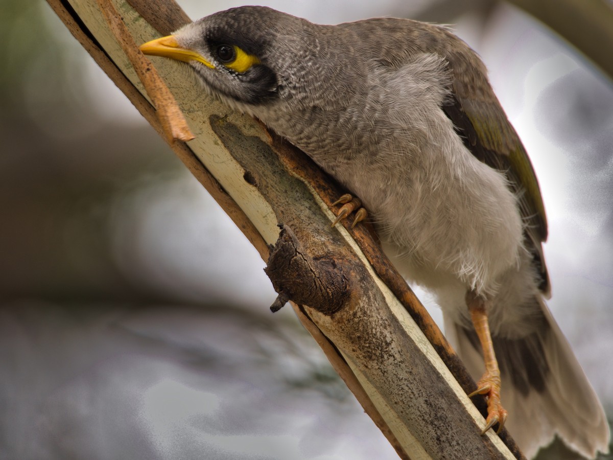 Geveze Balkuşu - ML647219559