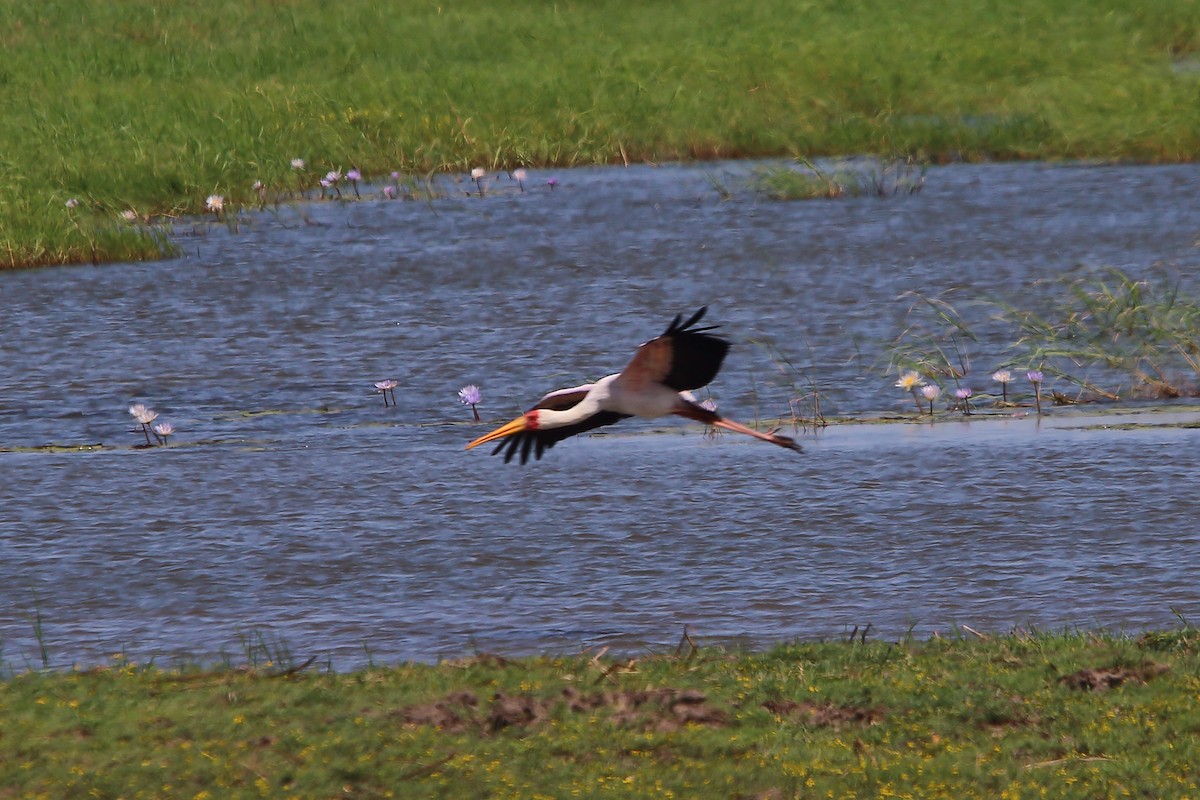 Yellow-billed Stork - ML647219560
