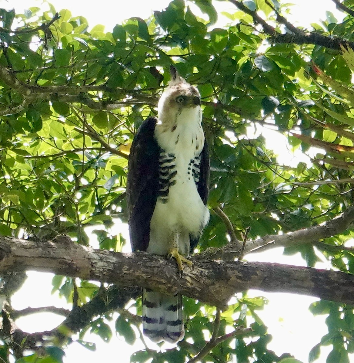 orel zdobený - ML647219564