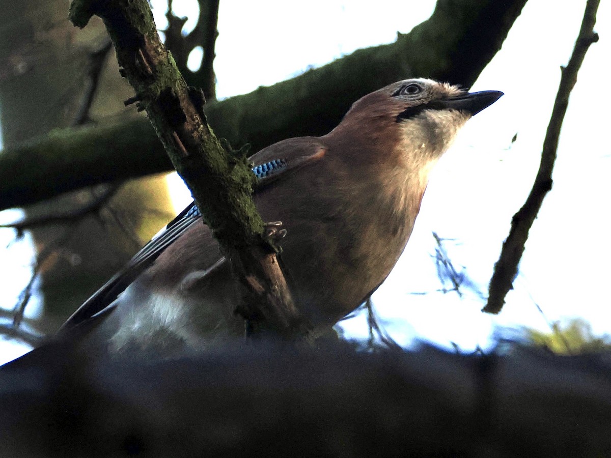 Eurasian Jay - ML647219571