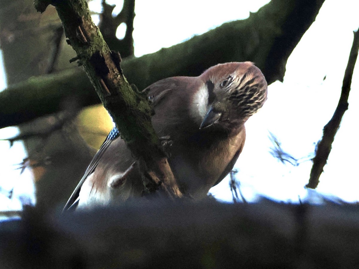 Eurasian Jay - ML647219572