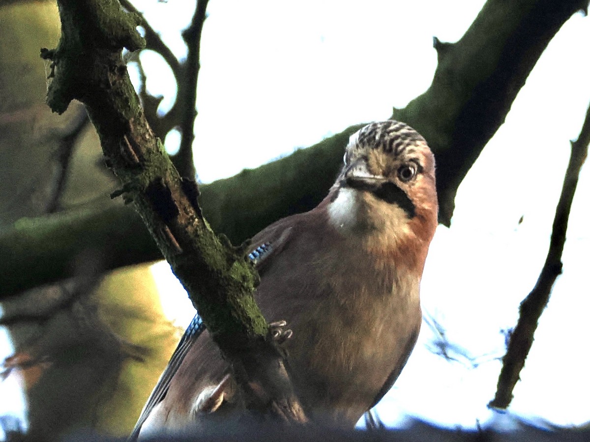 Eurasian Jay - ML647219573