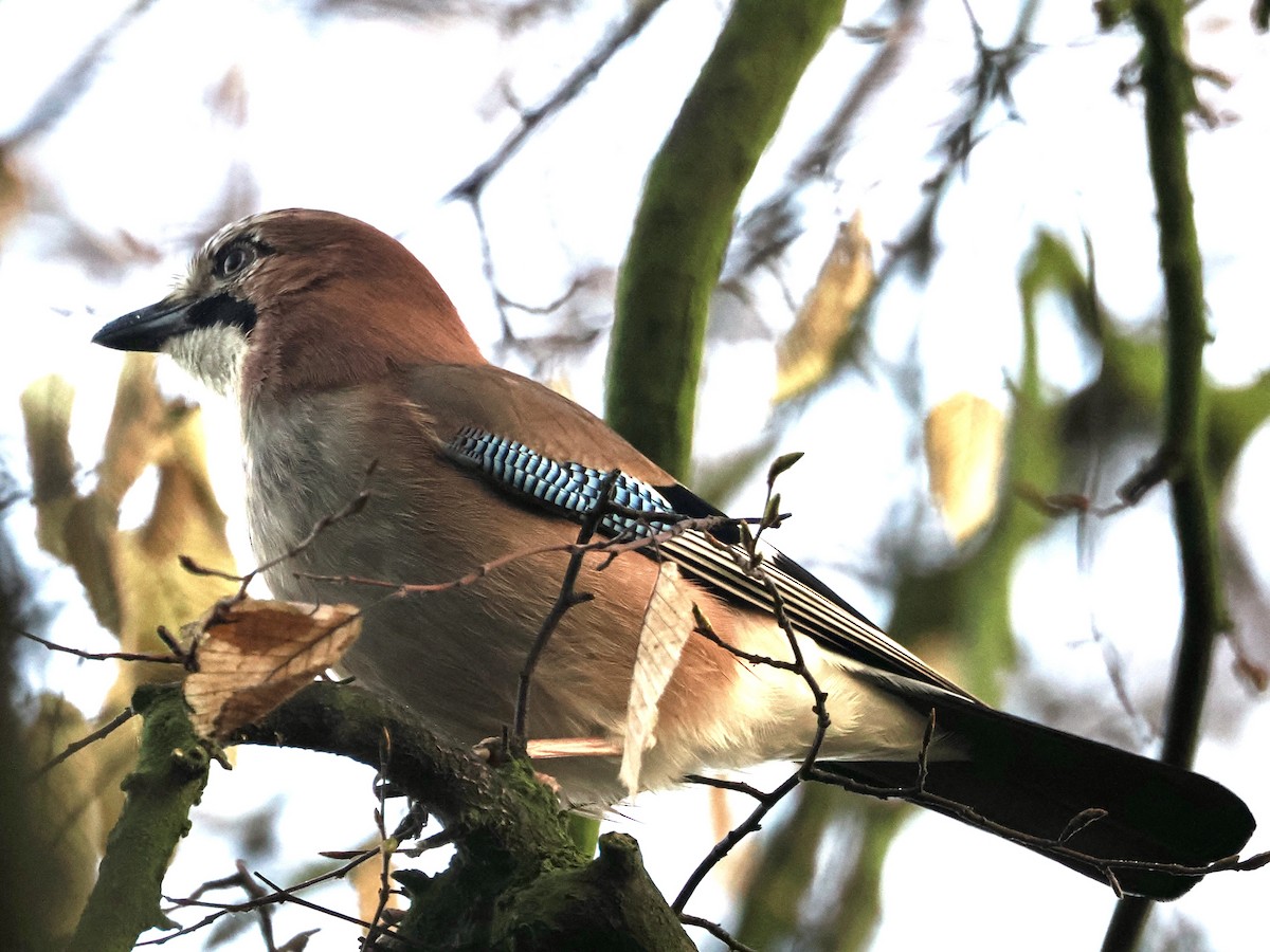 Eurasian Jay - ML647219574