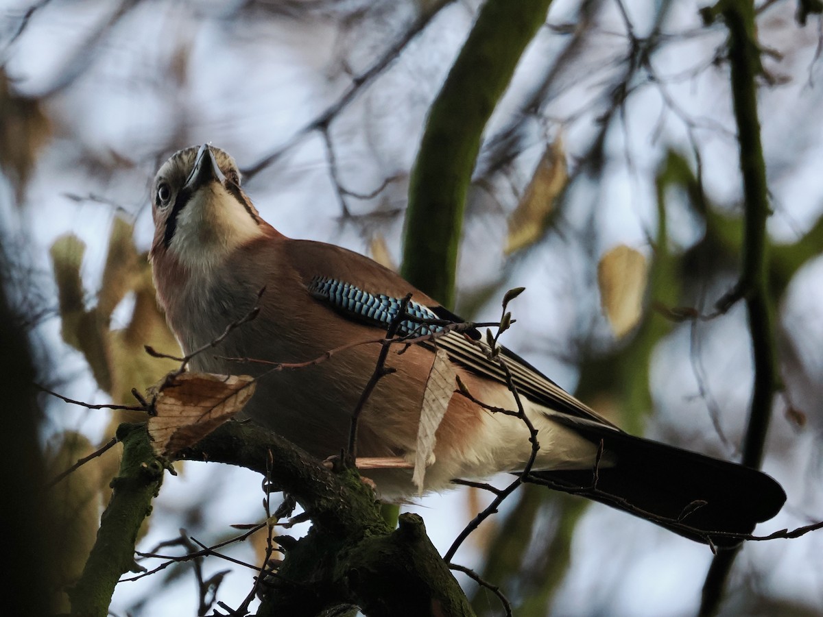 Eurasian Jay - ML647219575