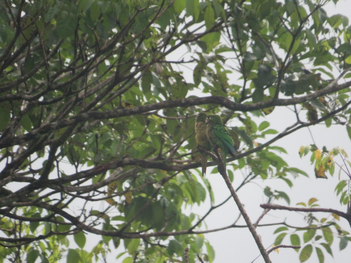 Olive-throated Parakeet - ML647219581