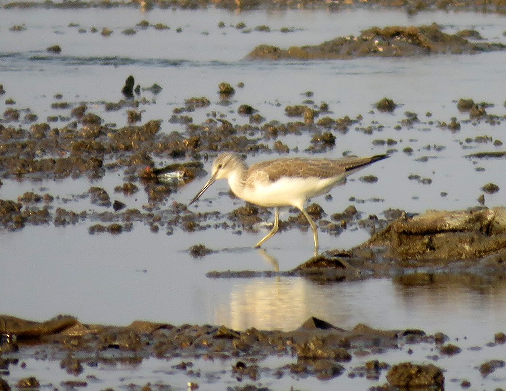 vodouš šedý - ML647219582