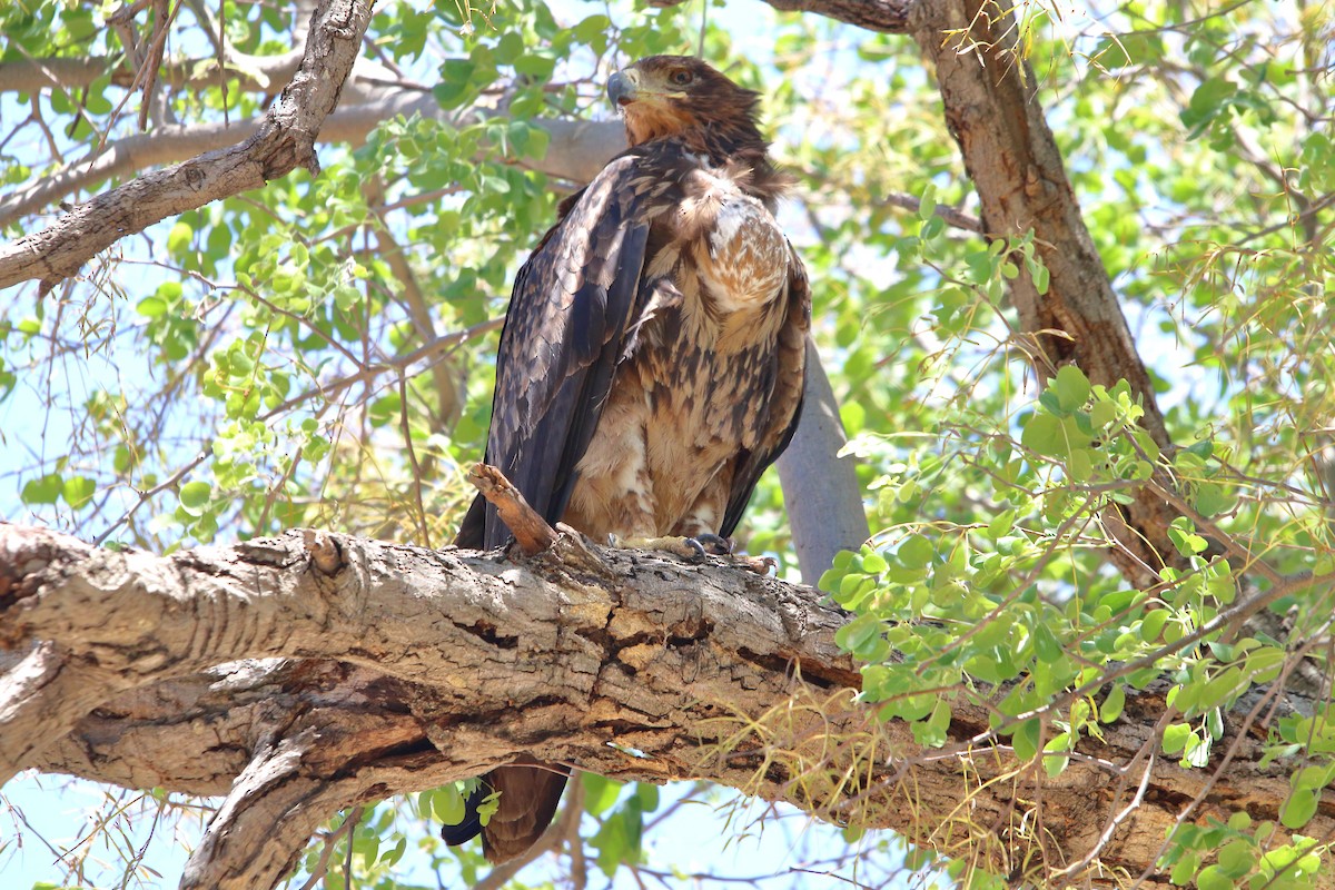 Tawny Eagle - ML647219594