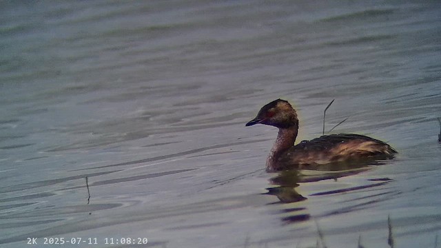טבלן לבן-לחיים - ML647219595
