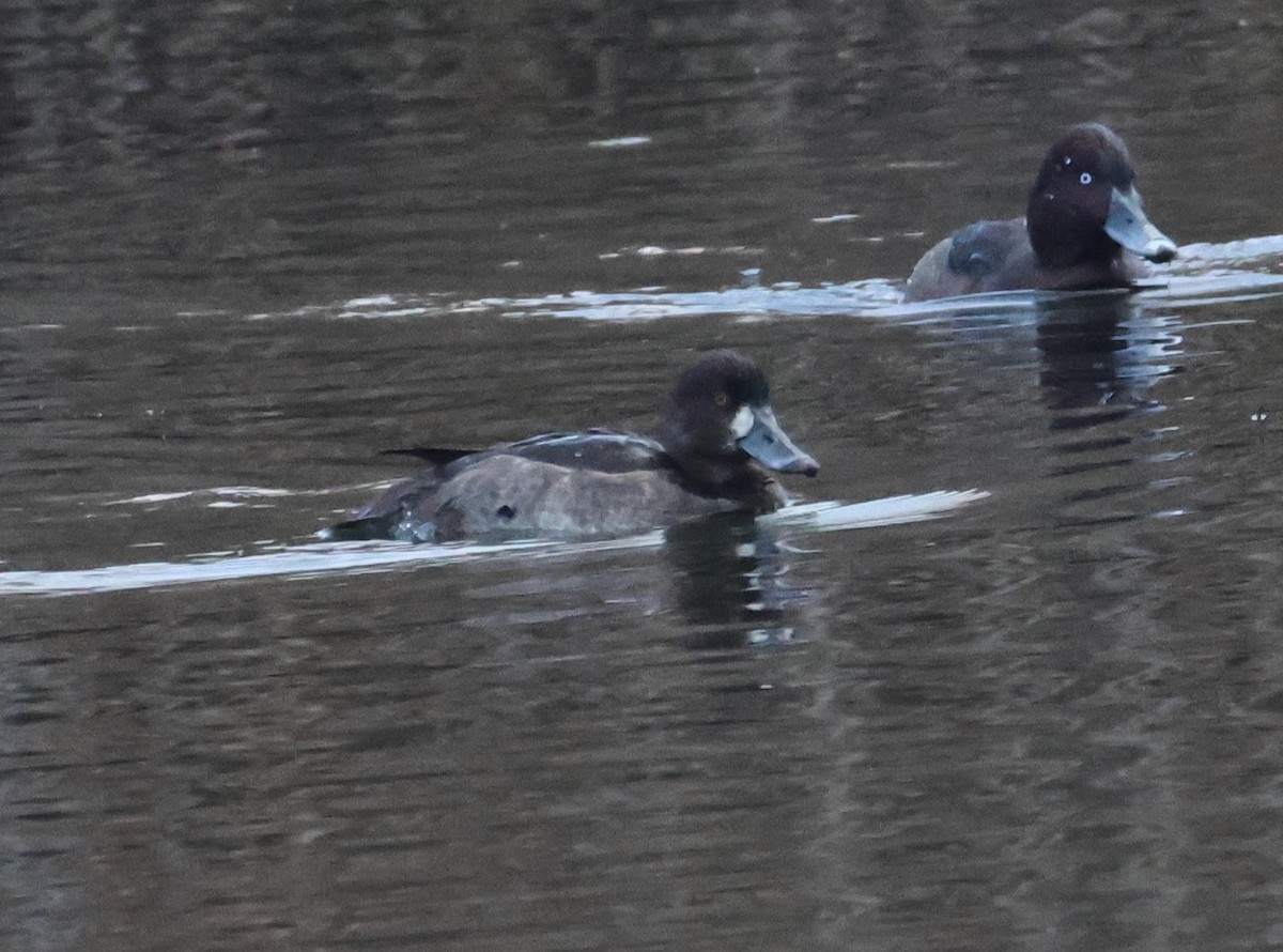 スズガモ - ML647219598