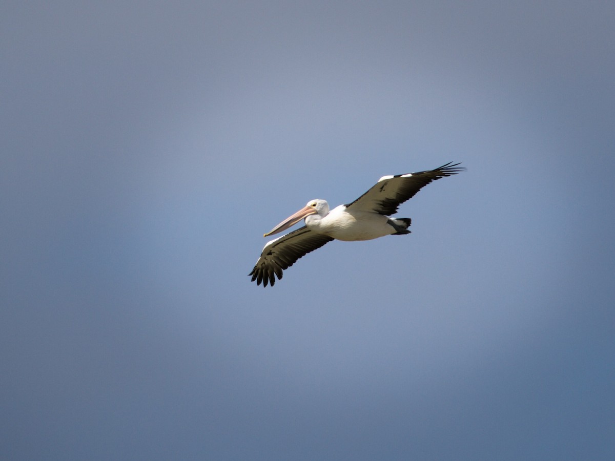 Avustralya Pelikanı - ML647219599