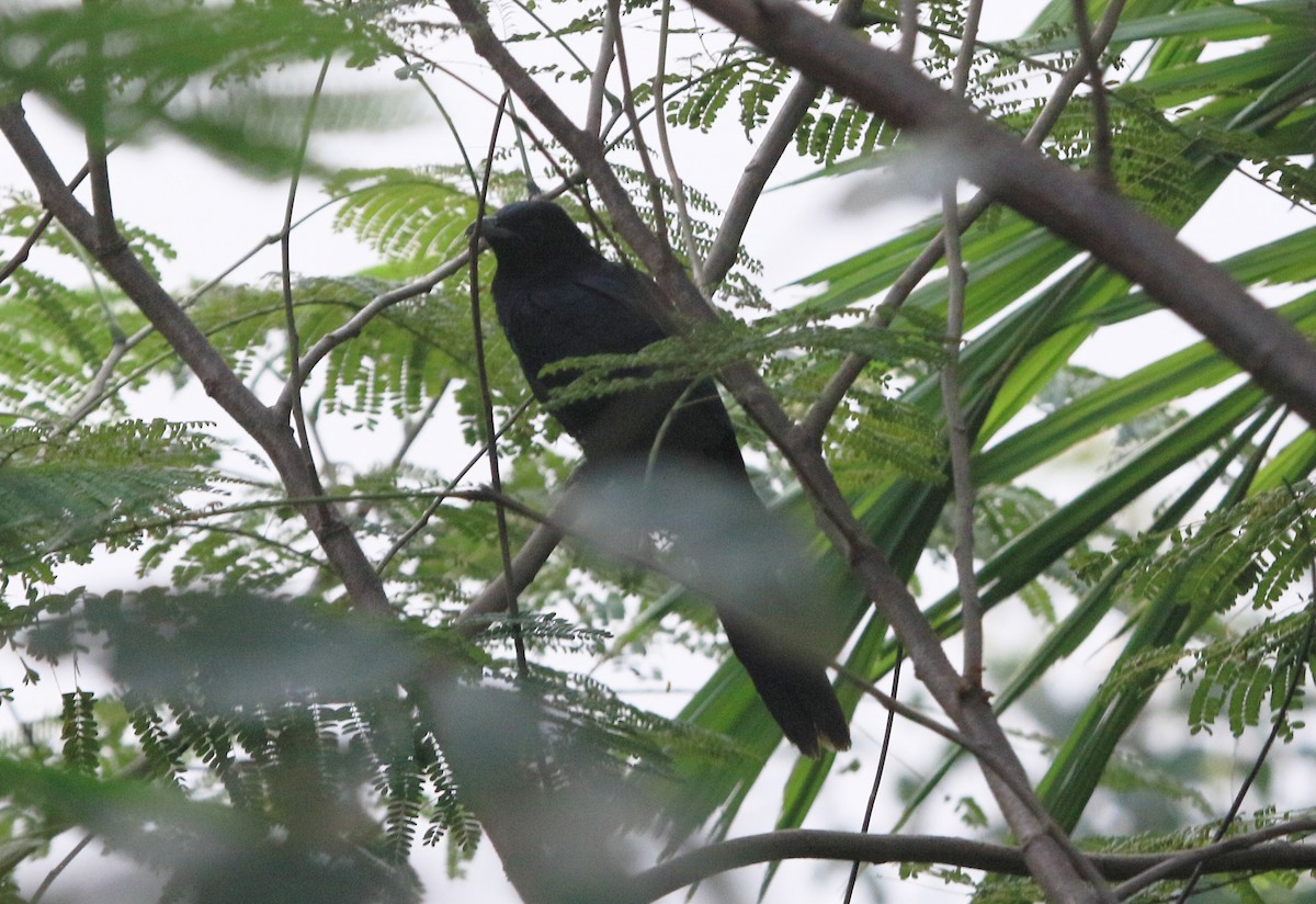 Asian Koel - ML647219600