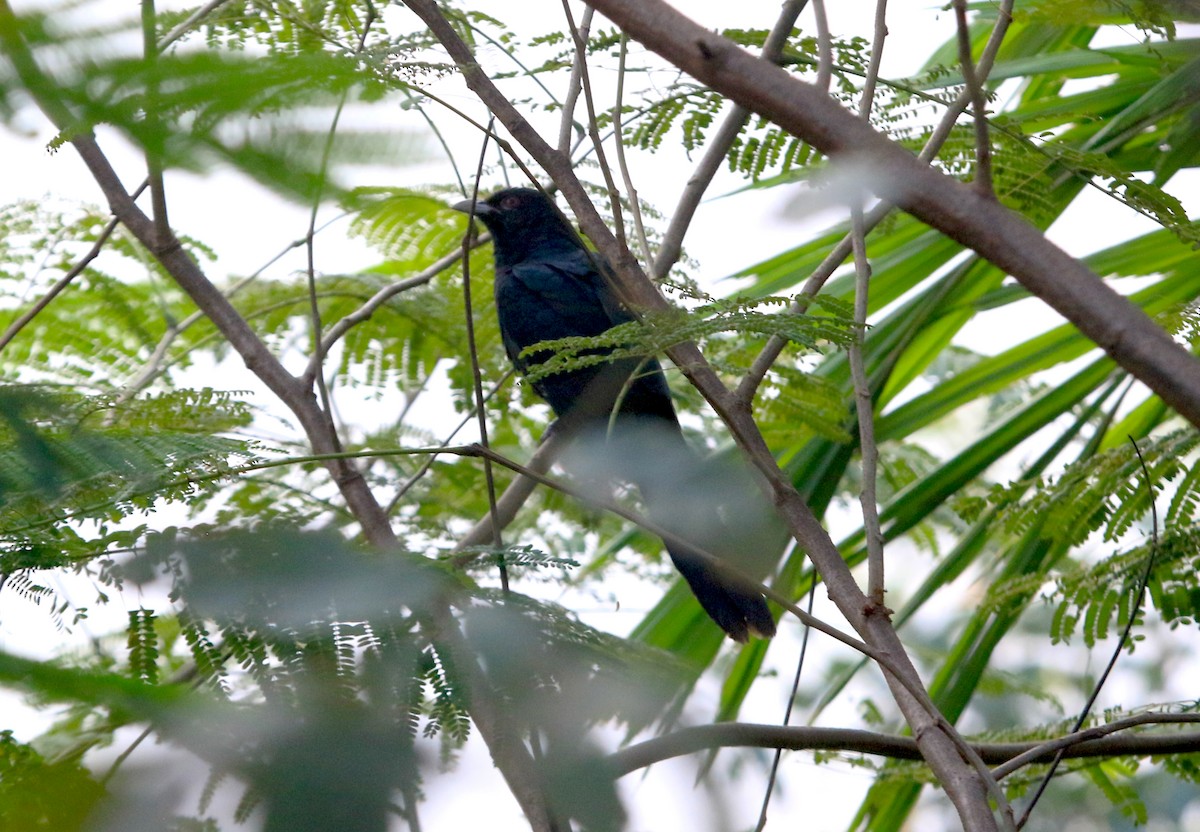 Asian Koel - ML647219603