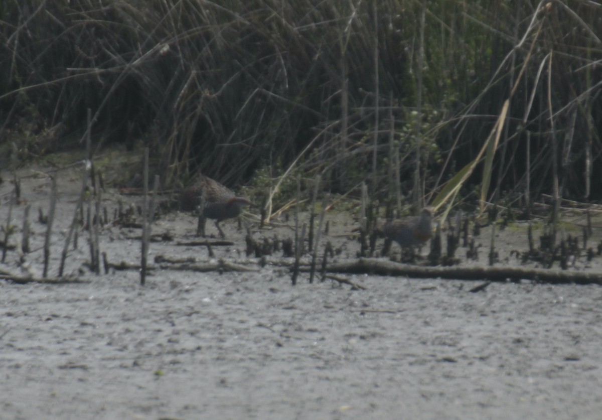 Rascón Filipino - ML647219604