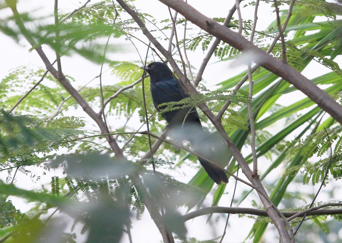 Asian Koel - ML647219605