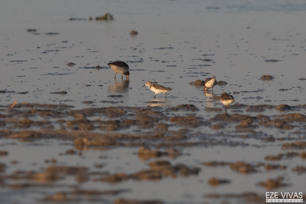 Semipalmated Sandpiper - ML647219606