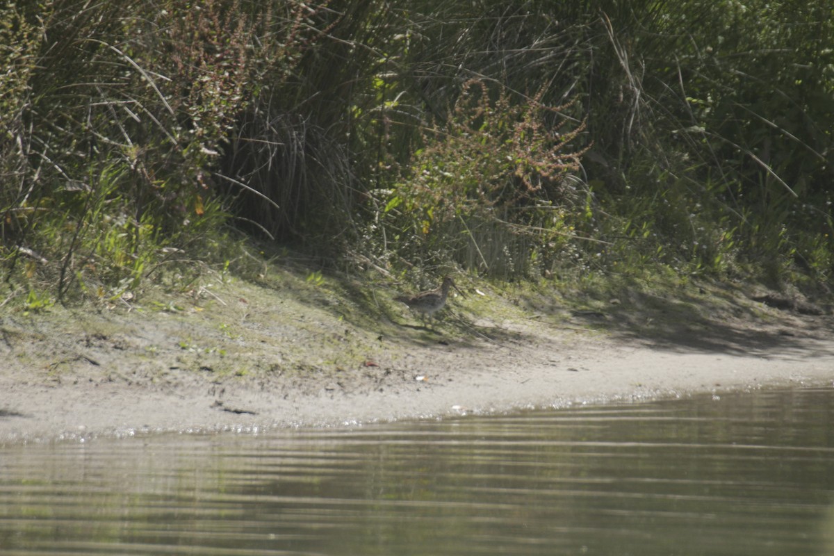 Agachadiza Japonesa - ML647219612