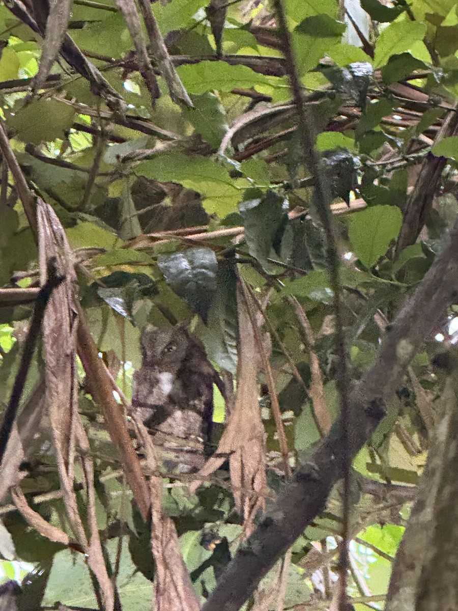 Madagascar Scops-Owl (Rainforest) - ML647219628