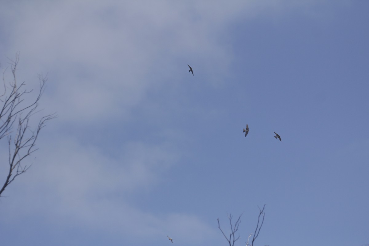 Golondrina Ariel - ML647219630