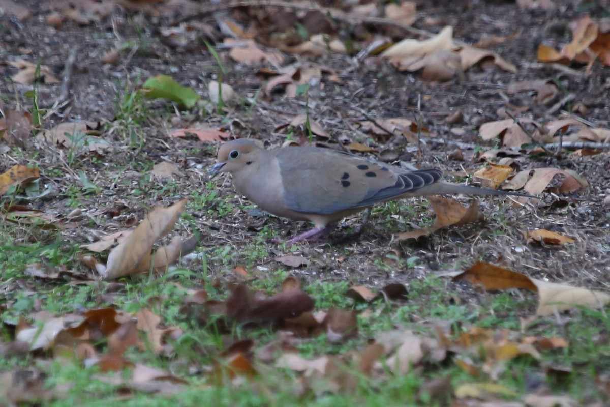 Mourning Dove - ML647219635
